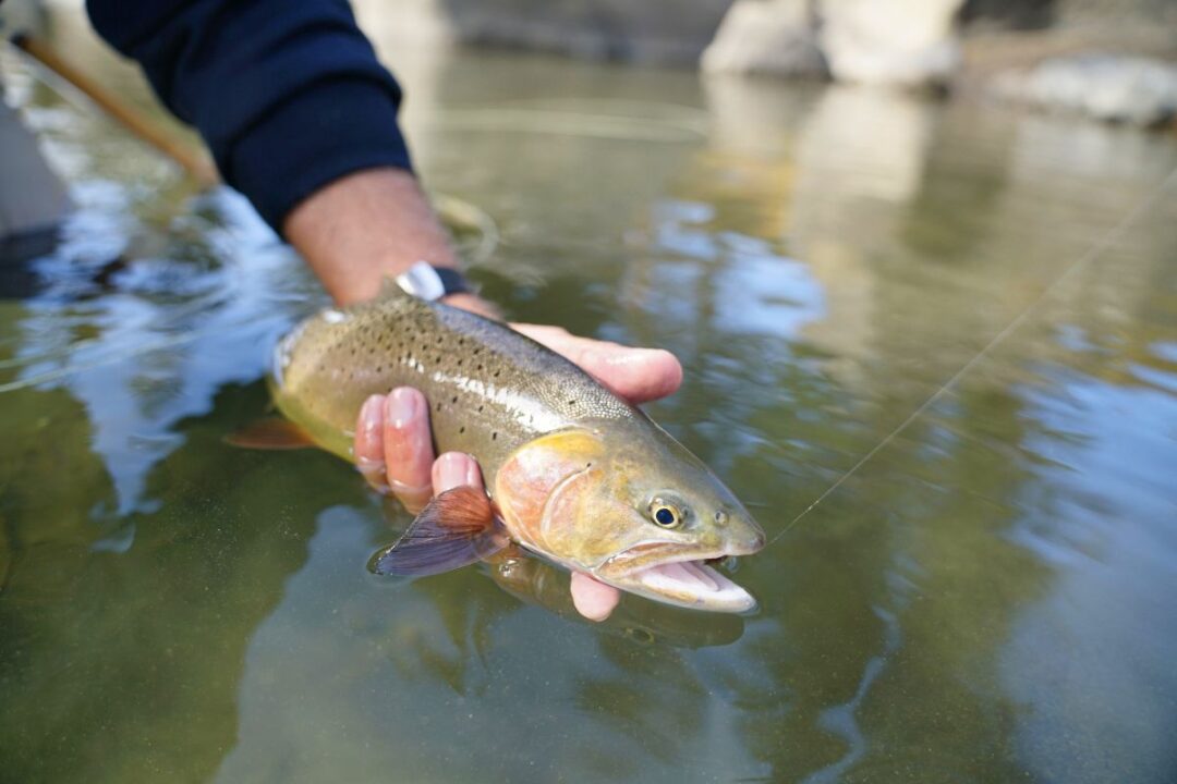 Do Fish Die with Catch and Release or Do they Make it Most of the Time?