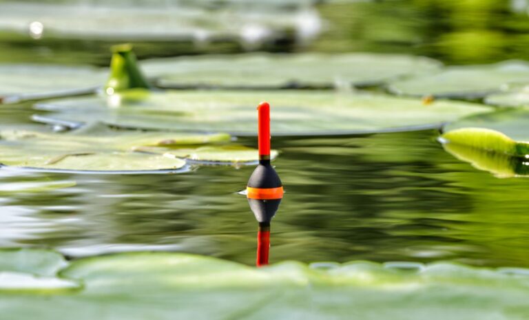 A floater in the middle of lotus leaves.