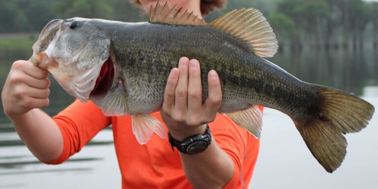 A man holding a large bass on the river.