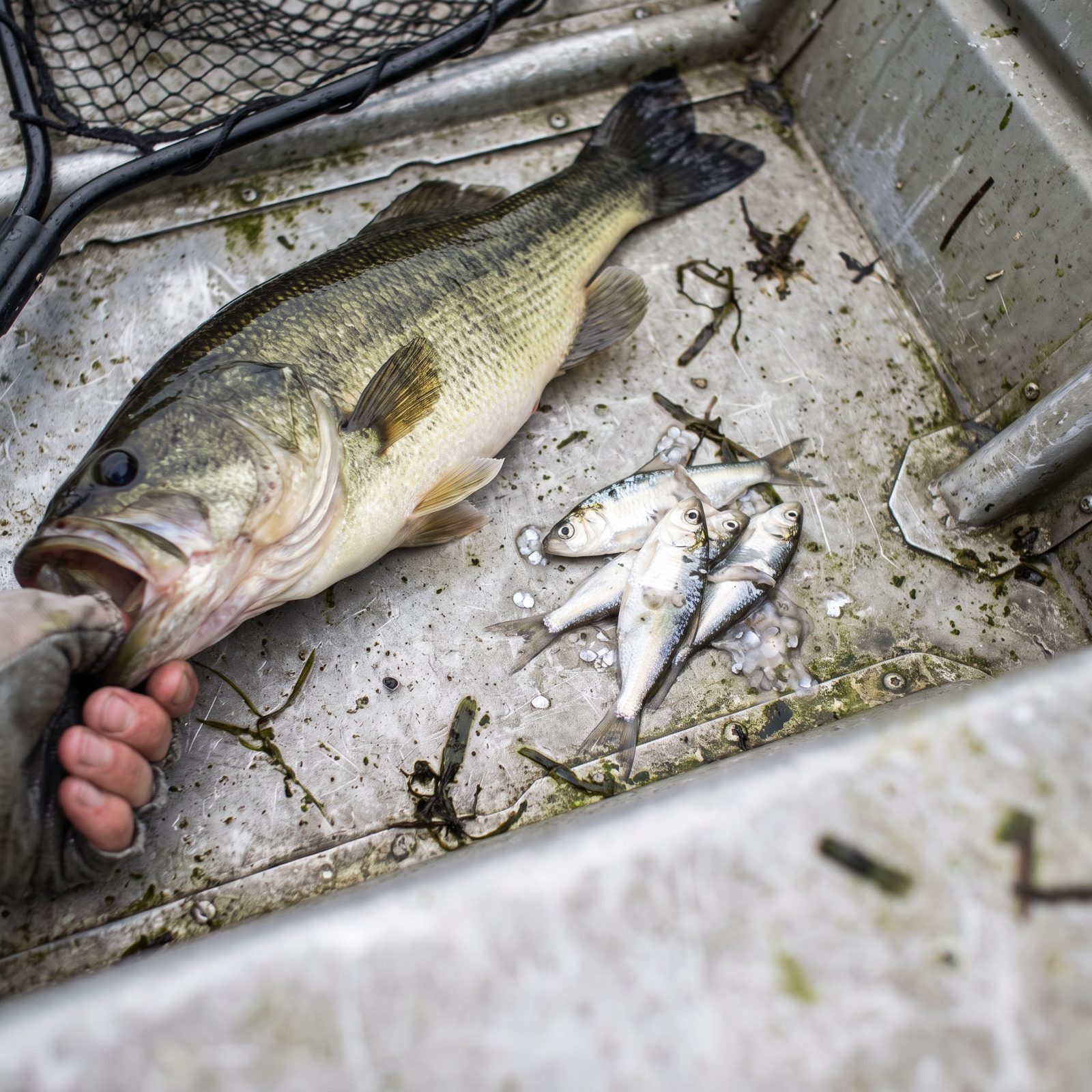 Check the Deck for Regurgitated Forage After Landing a Predator