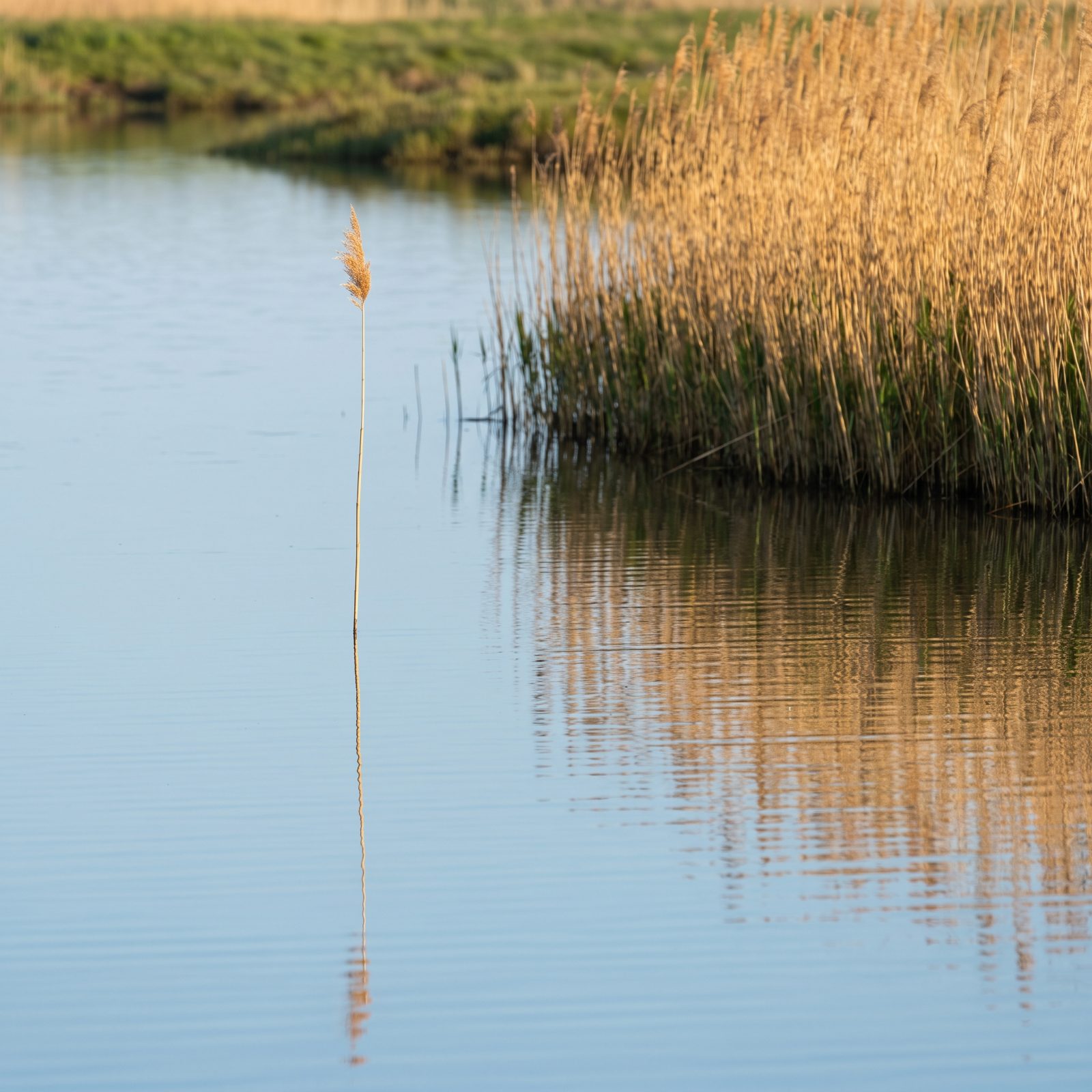 Choose the One Isolated Reed Instead of Casting Into the Whole Bed
