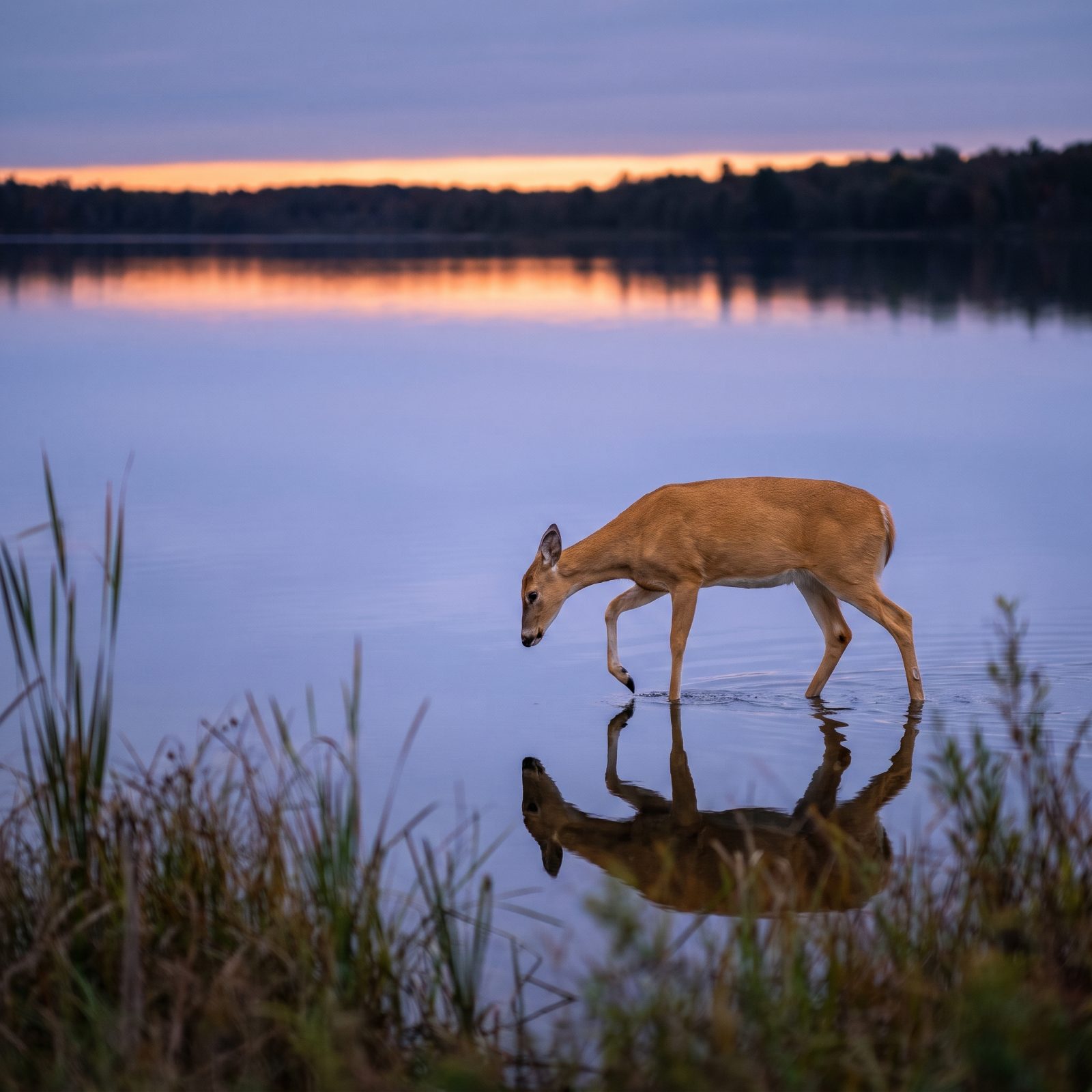 A Deer Stepping to the Water's Edge at Dusk