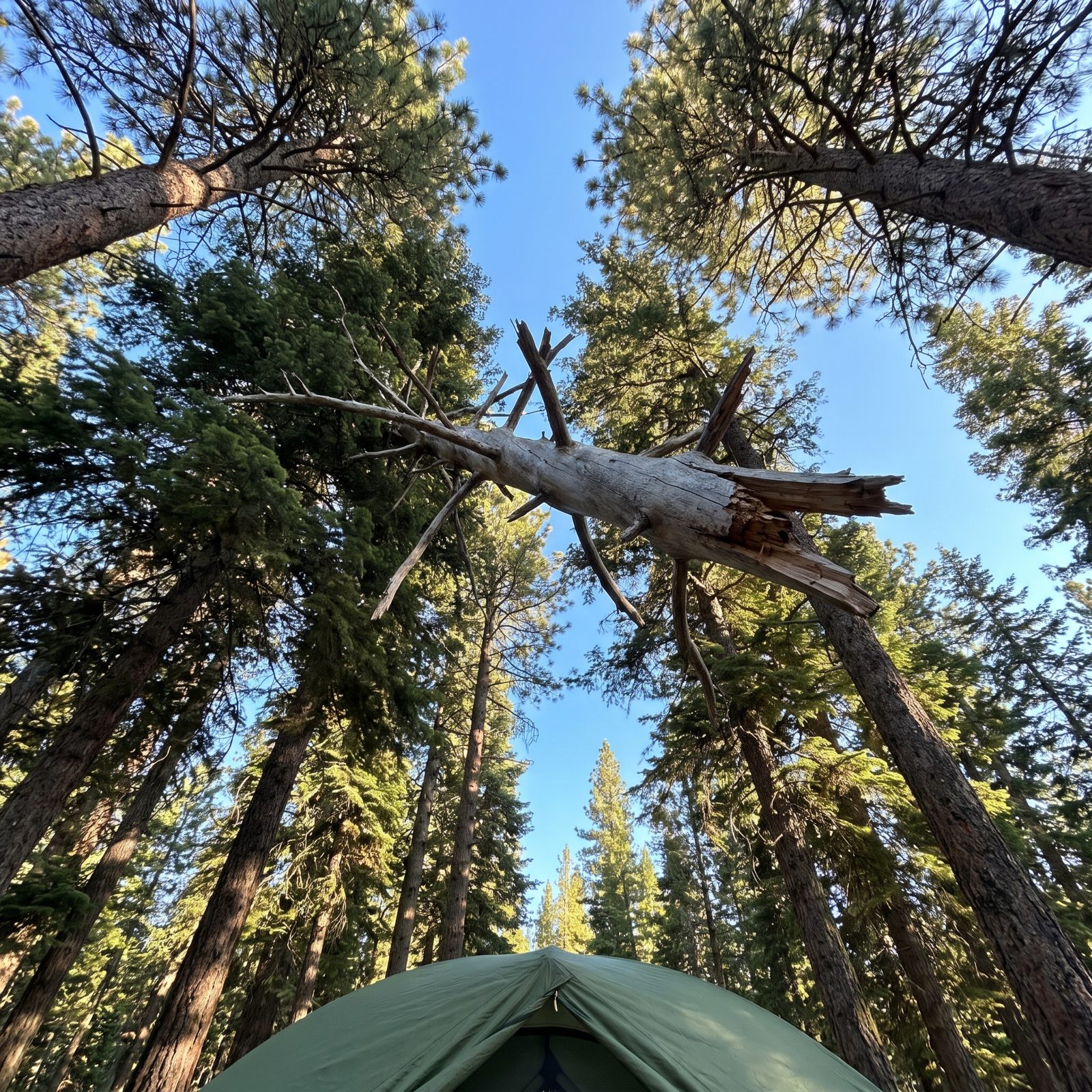 Look Straight Up for Dead Limbs Before You Pitch the Tent