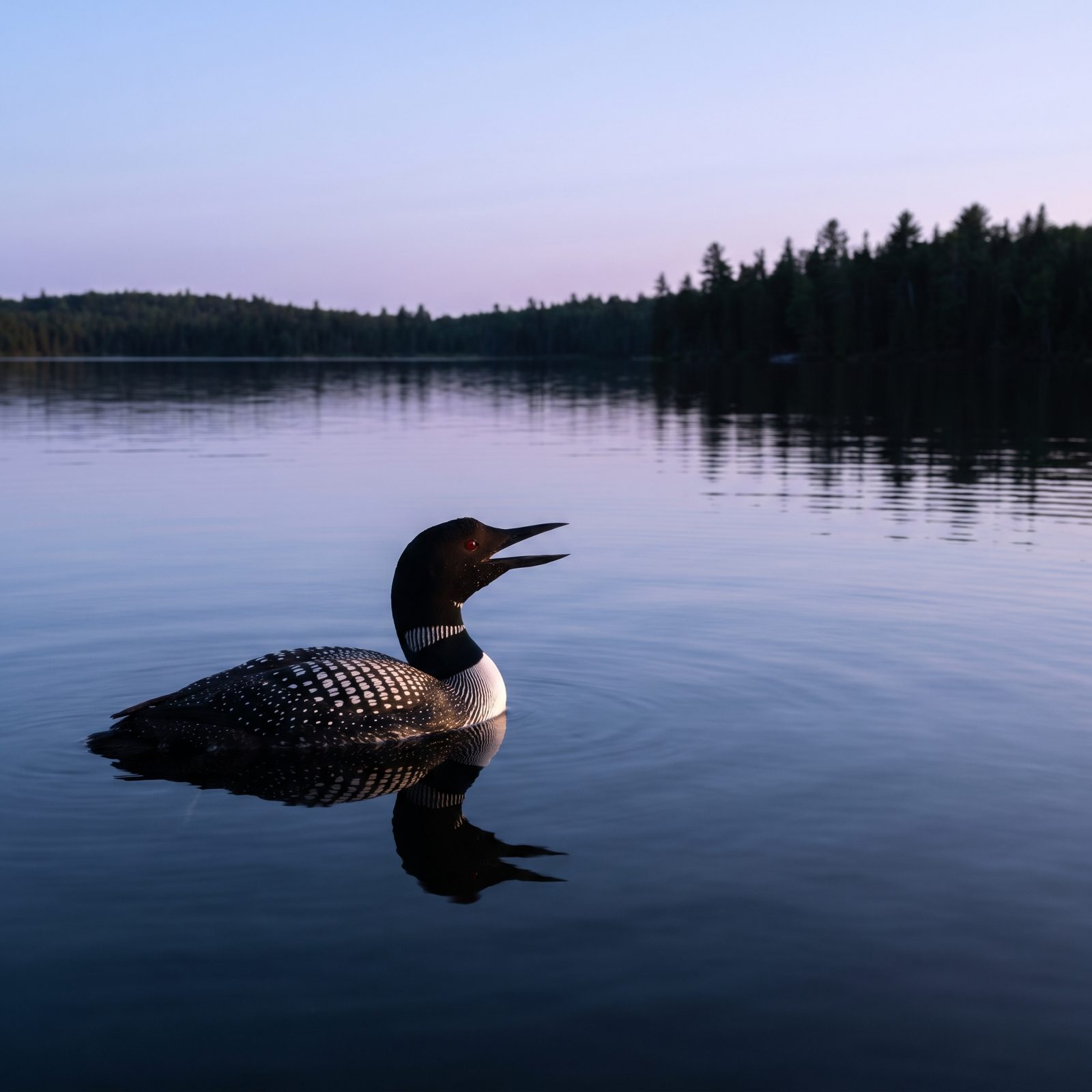 The Loon's Call Echoing at Twilight