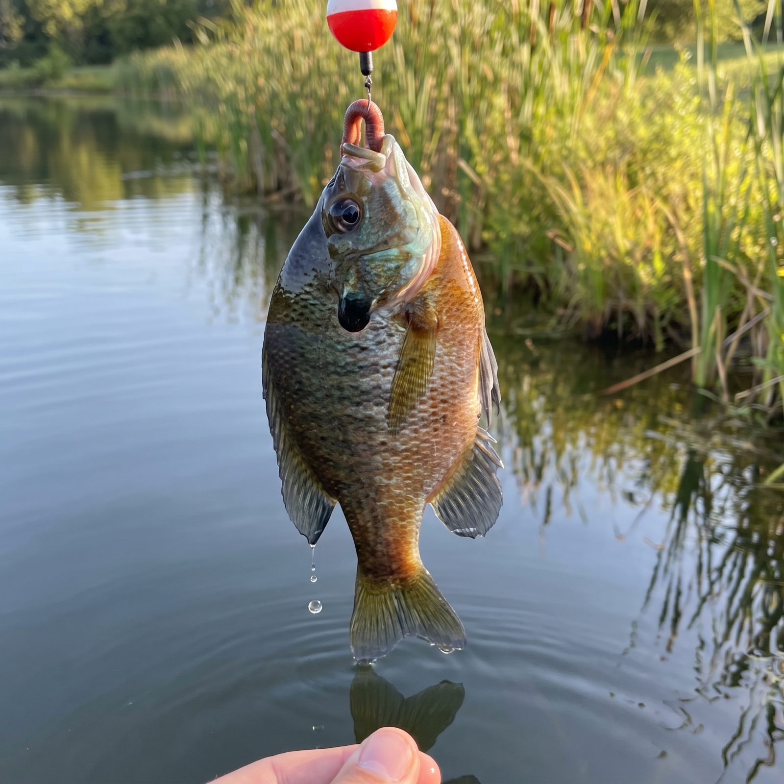 Stop Forcing the Original Target Species: Follow What Is Biting
