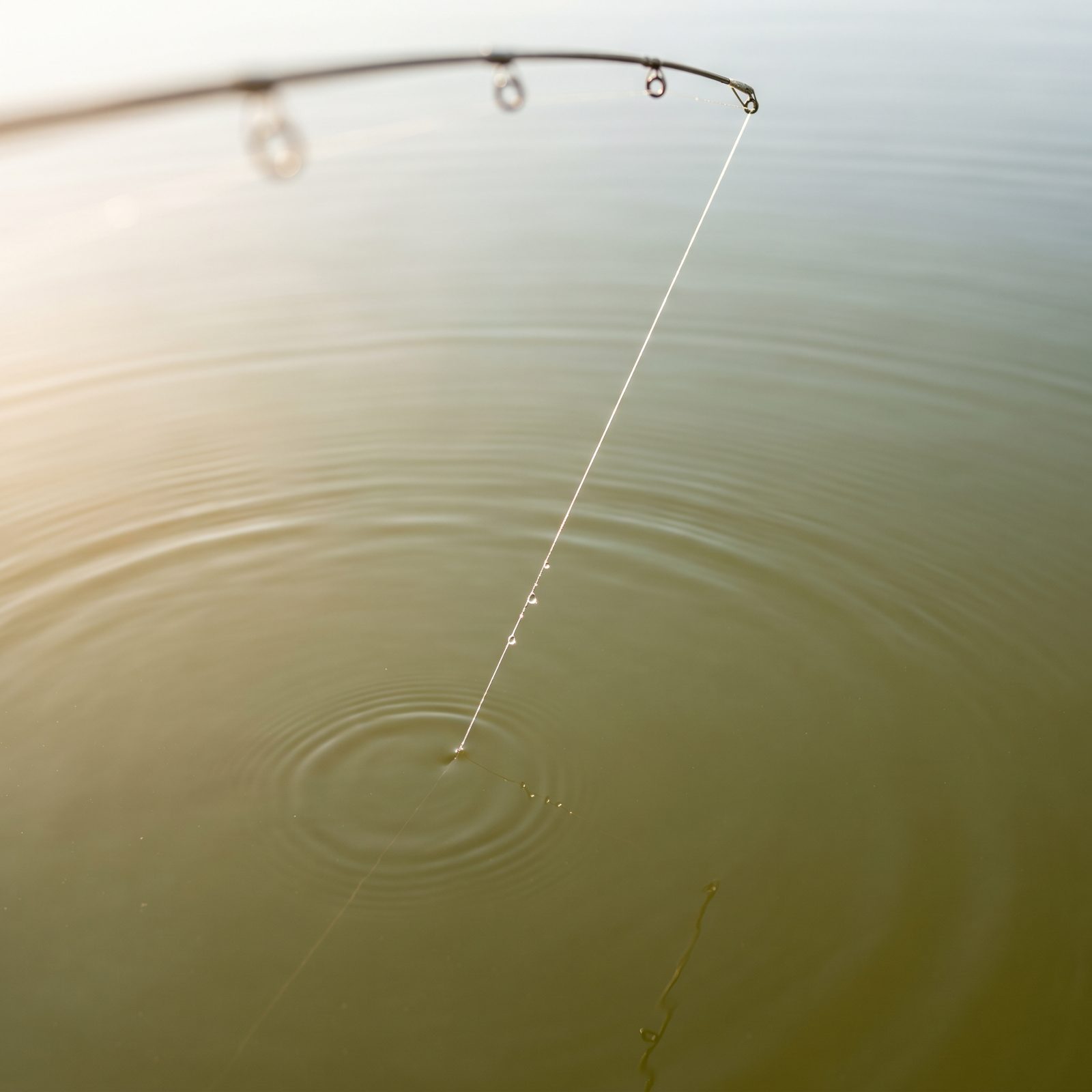 Stop Treating Every Tap as a Strike: Watch the Bite Unfold
